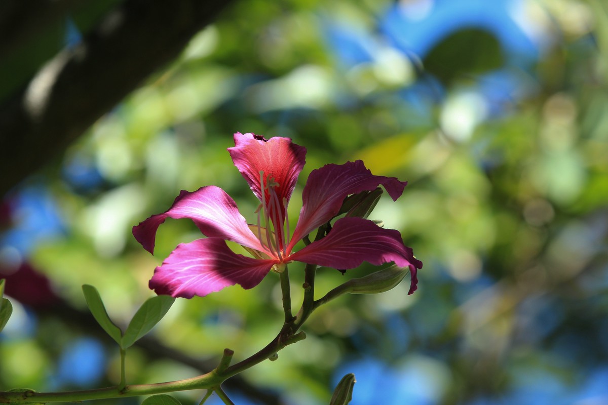 拍摄花卉一（402）