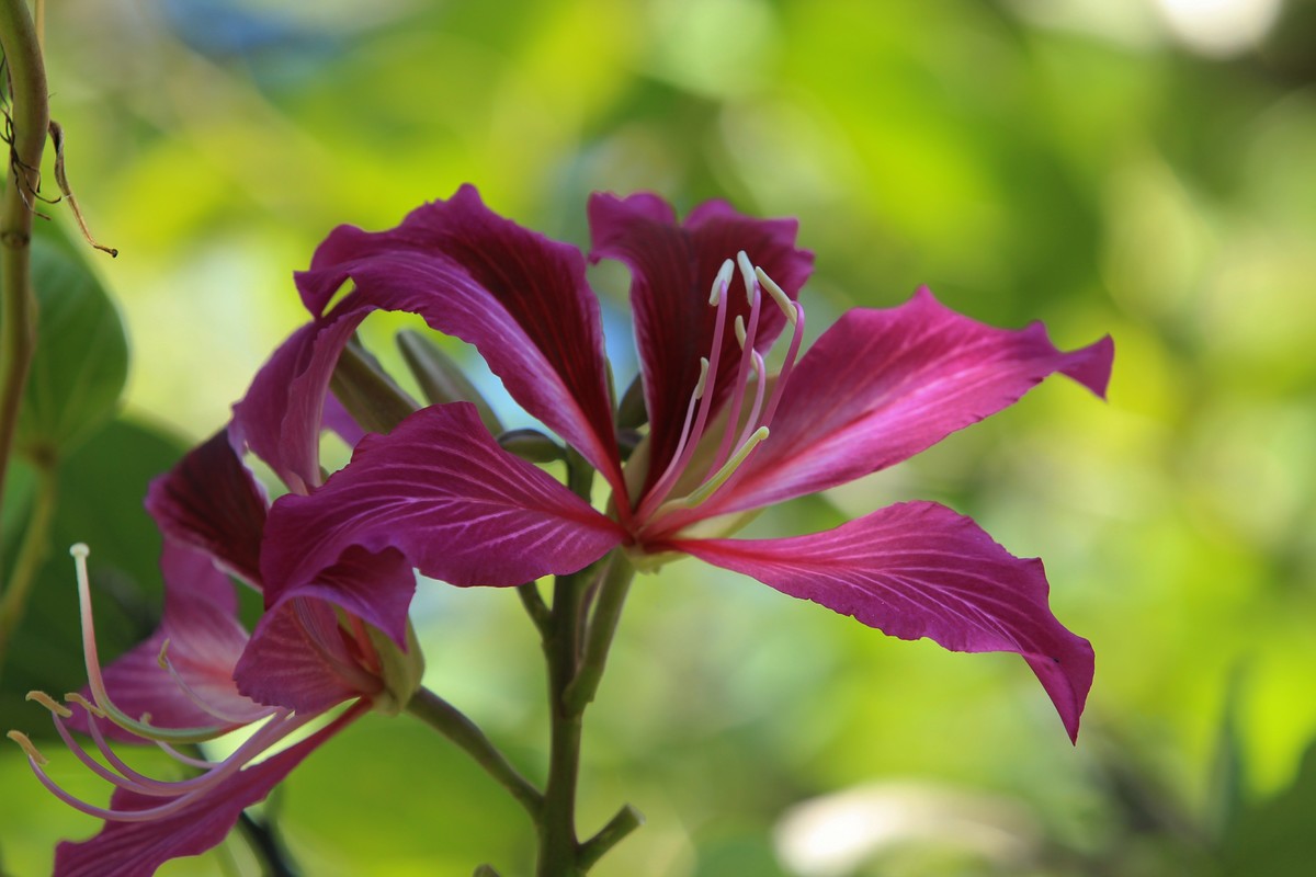 拍摄花卉一（402）