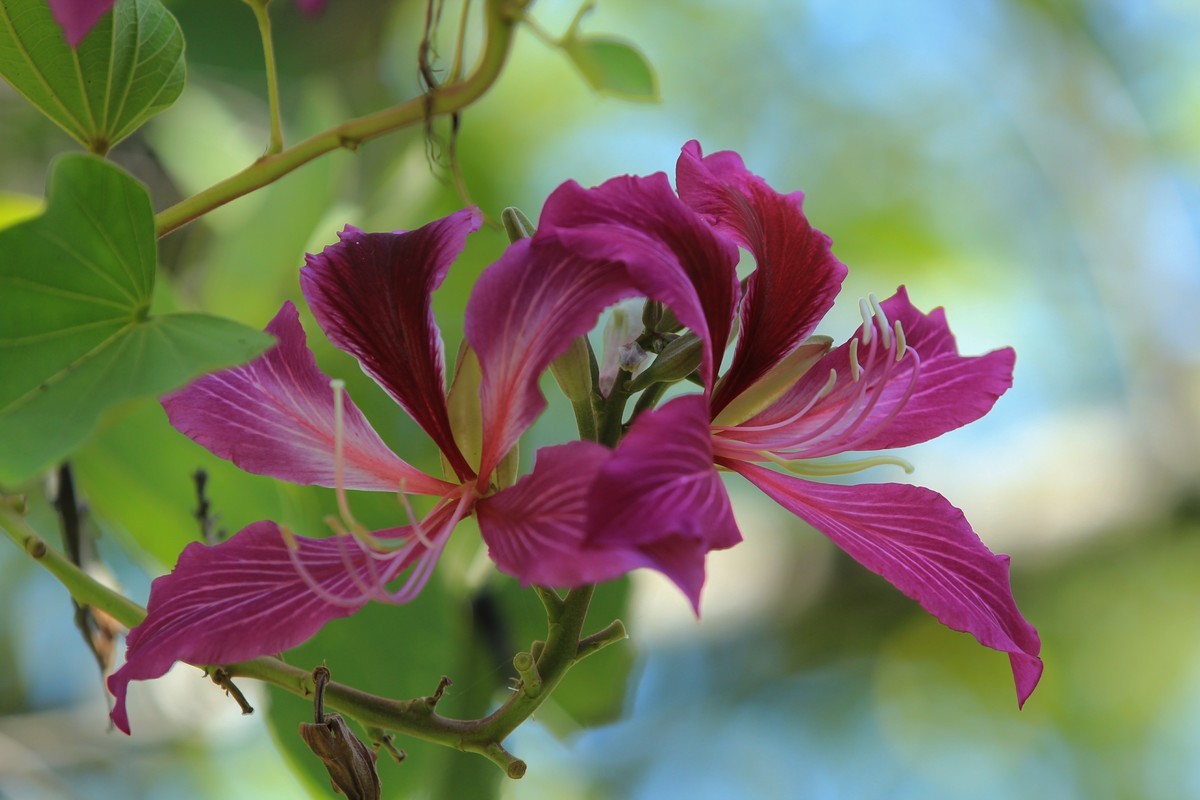 拍摄花卉一（402）