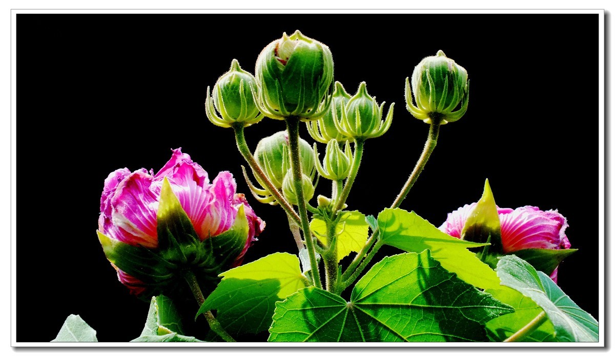 木芙蓉(4)