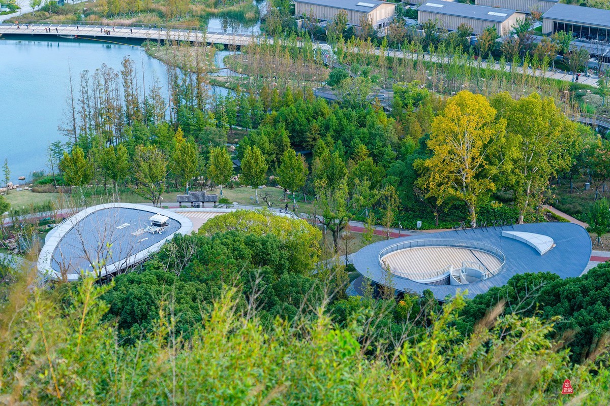 狮山之巅观菇苏新貌