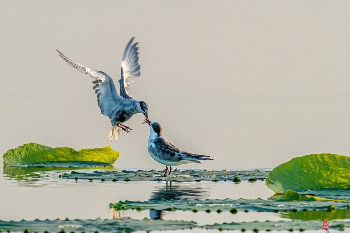 #版主坐堂#小五星空(中国)2022年9月精品荟萃