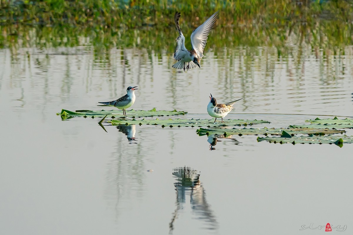 #版主坐堂#小五星空(中国)2022年9月精品荟萃