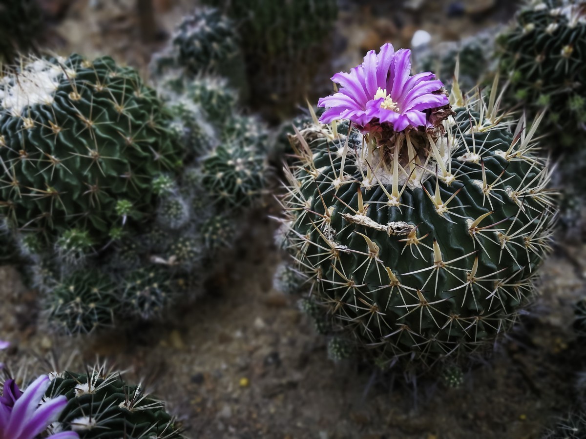 深圳仙湖植物园～ 掠影