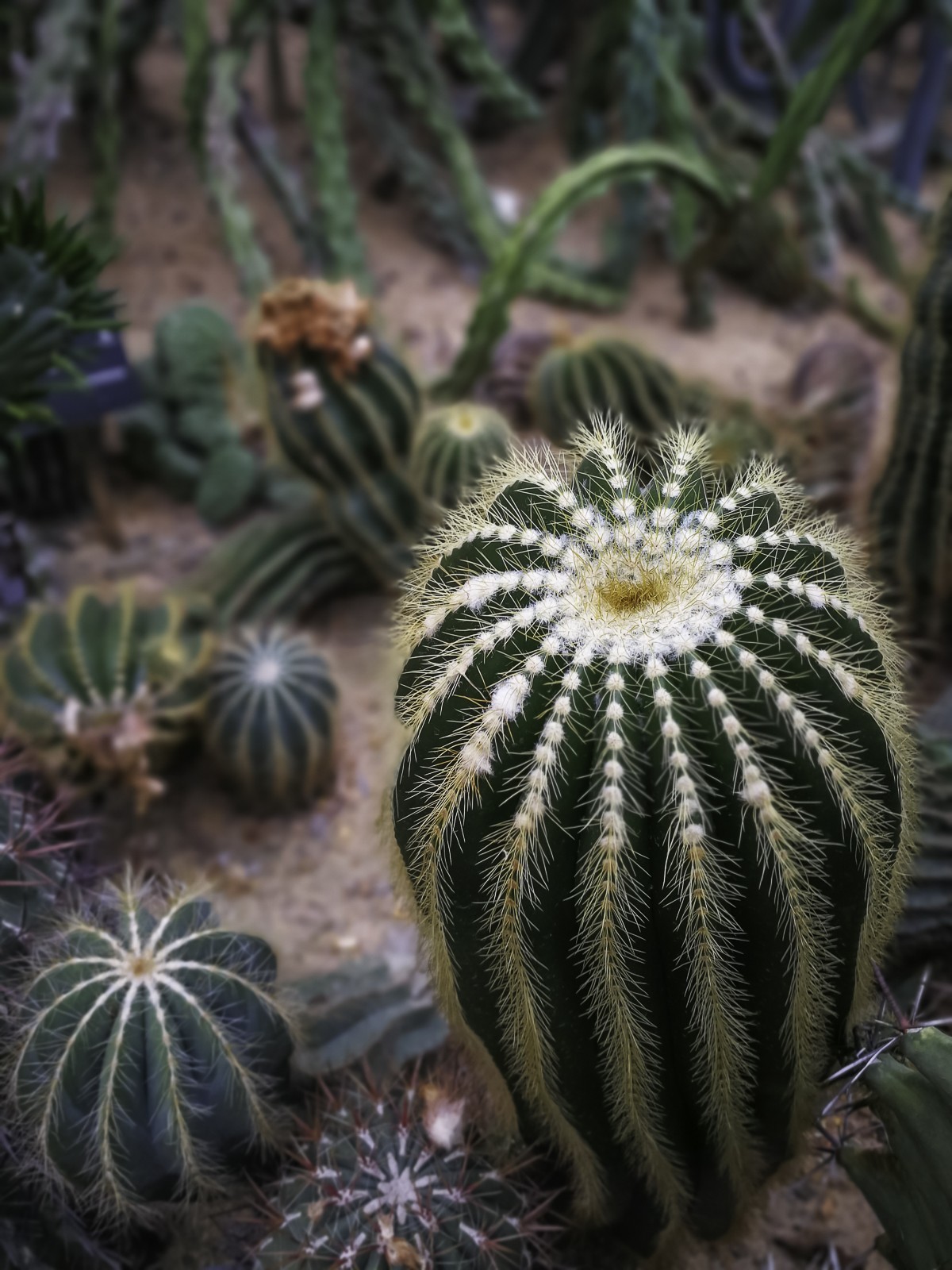 深圳仙湖植物园～ 掠影