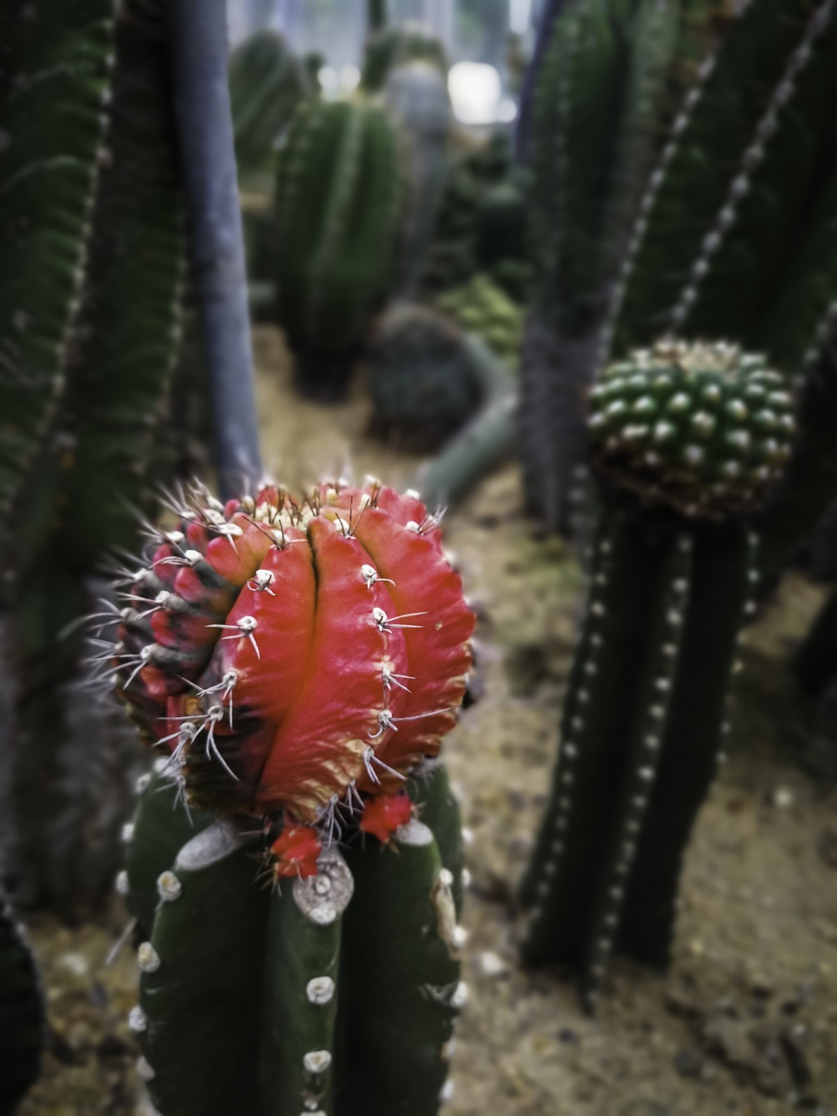 深圳仙湖植物园～ 掠影