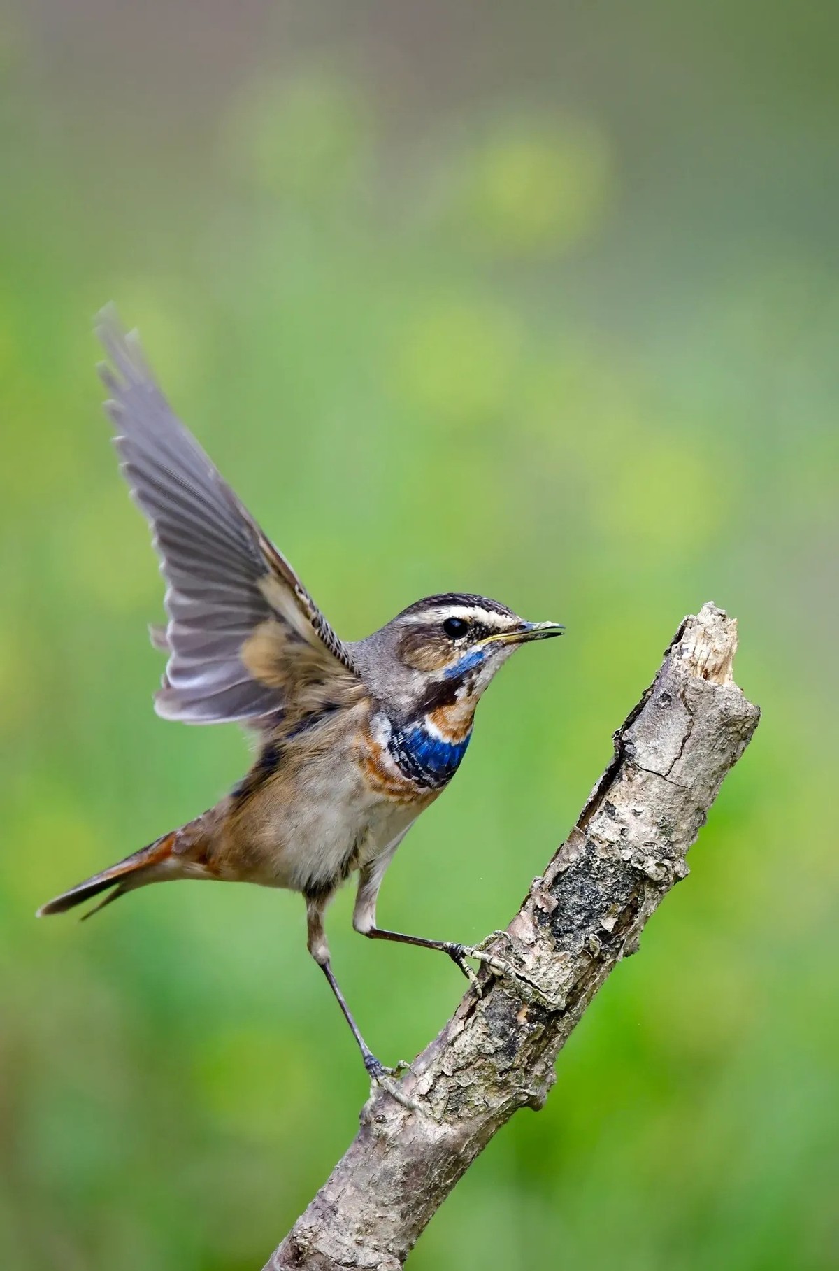 蓝喉歌鸲--连拍