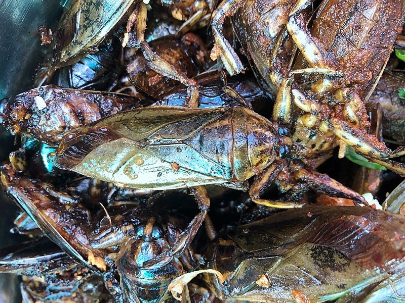 《不老松：异国风情彔：2015中国优导中游张松：柬埔寨》23第一次看到吃这些东西的。猜