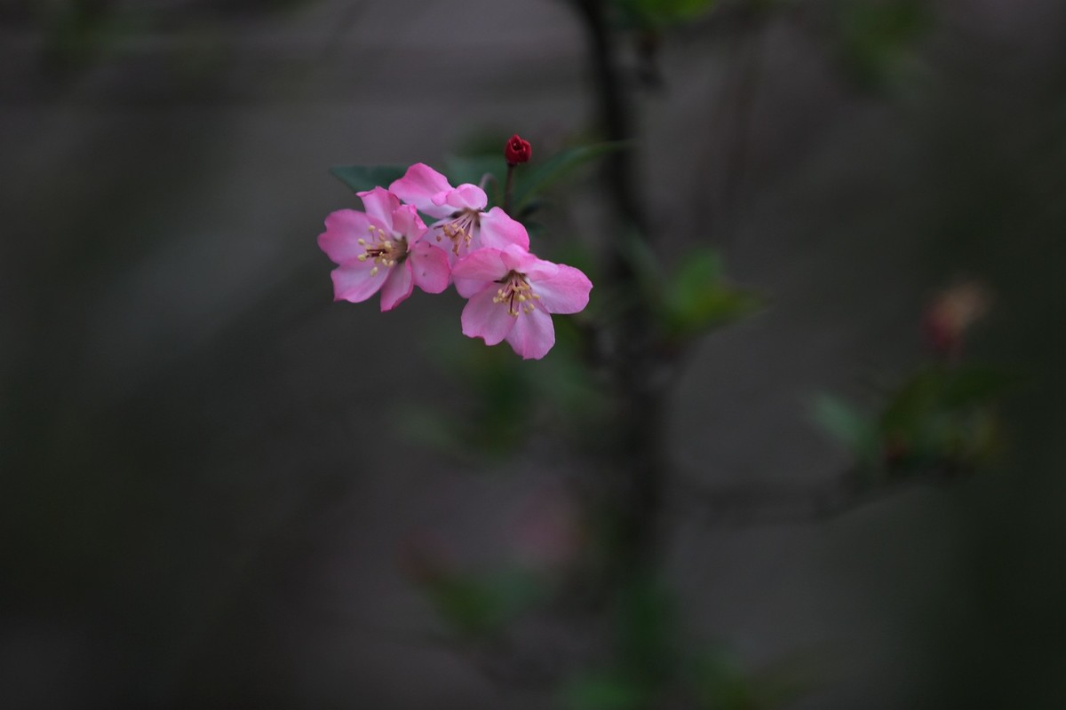 Ļ