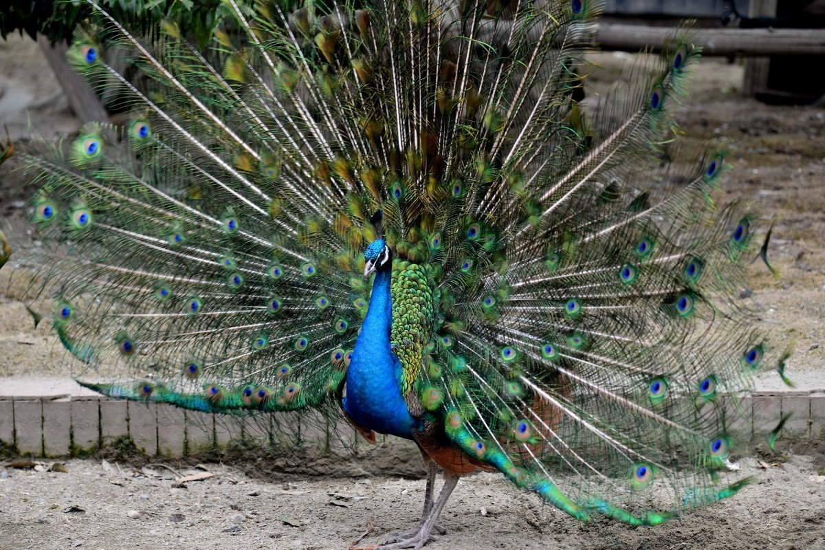 漫游成都动物园（8）