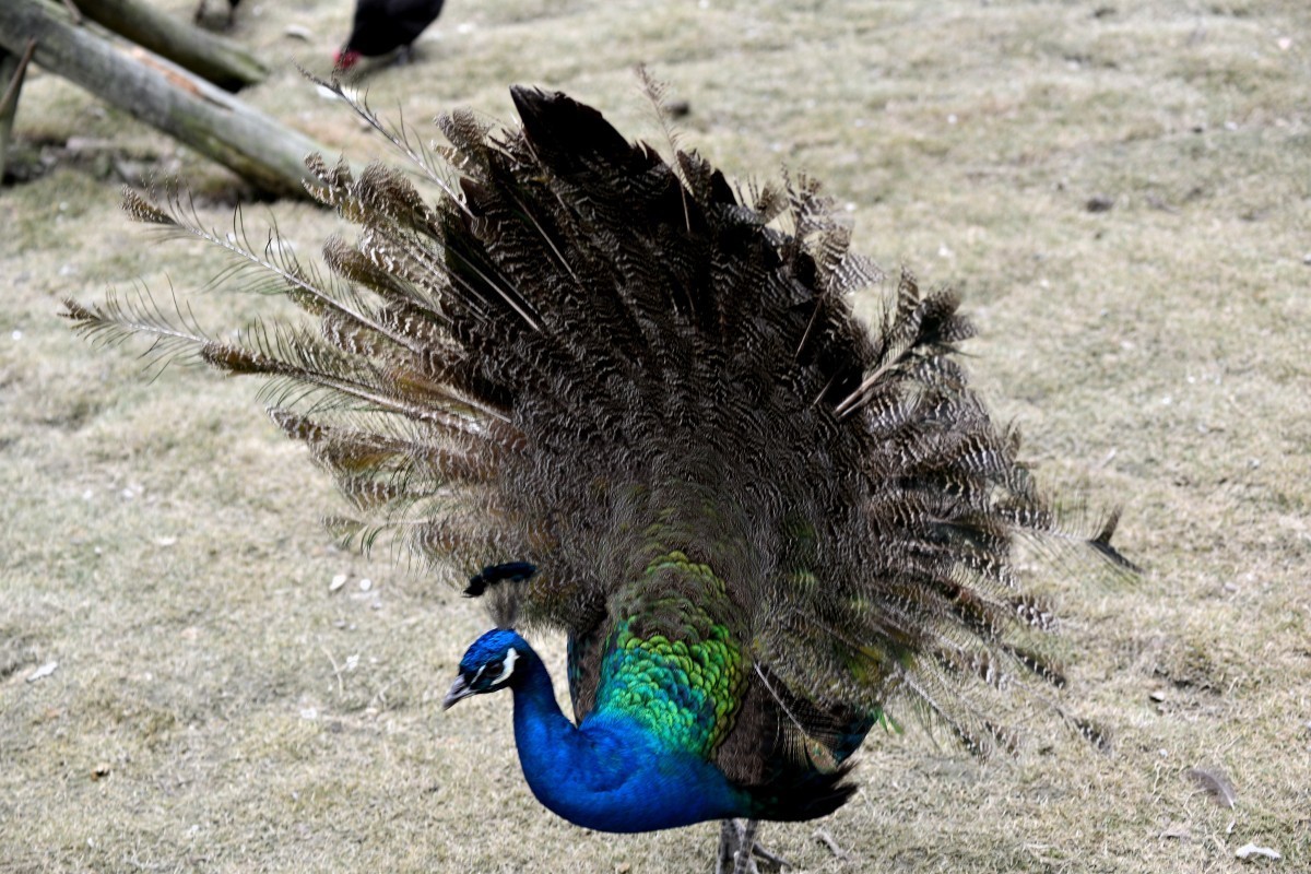 漫游成都动物园（8）