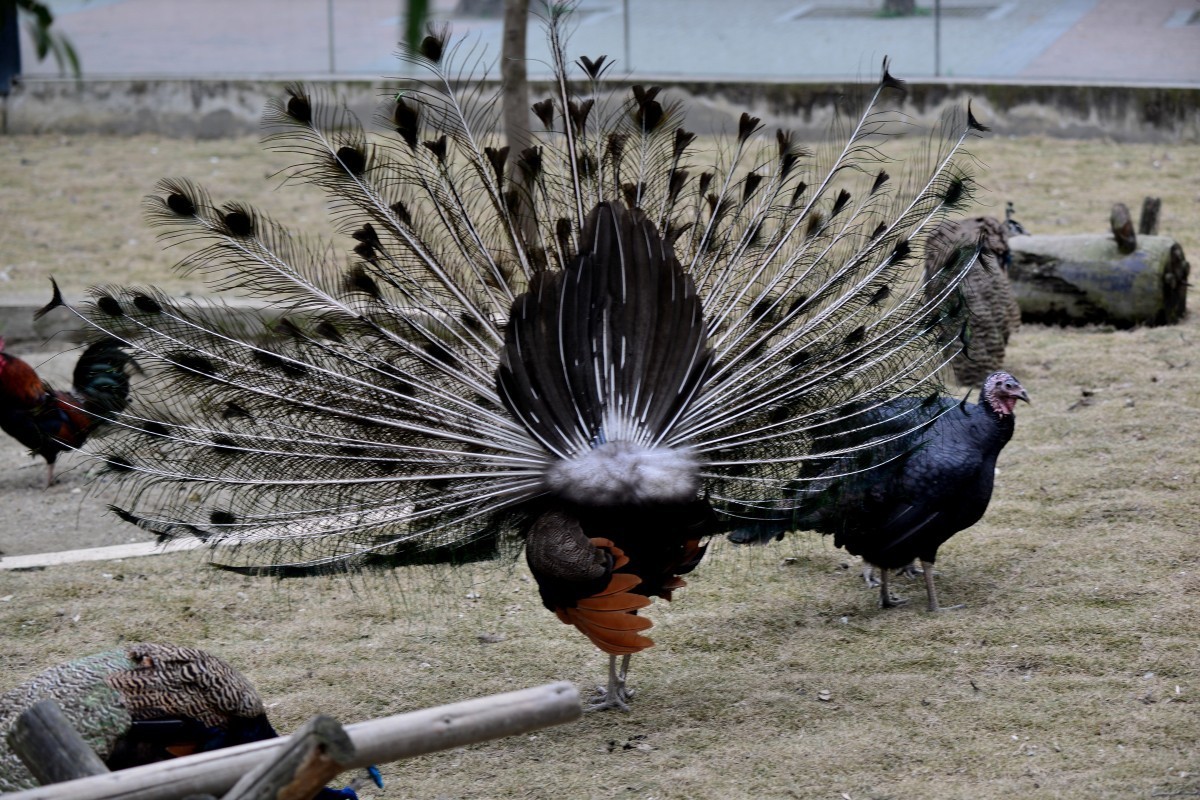 漫游成都动物园（8）