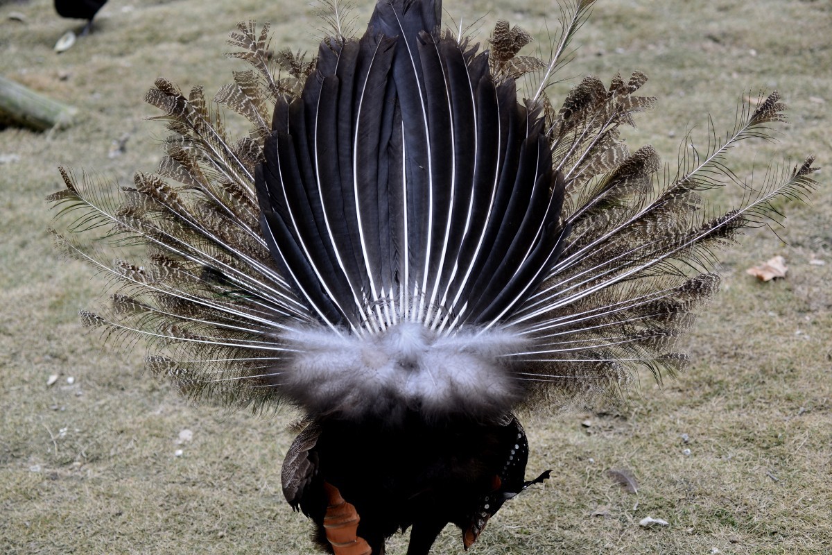 漫游成都动物园（8）