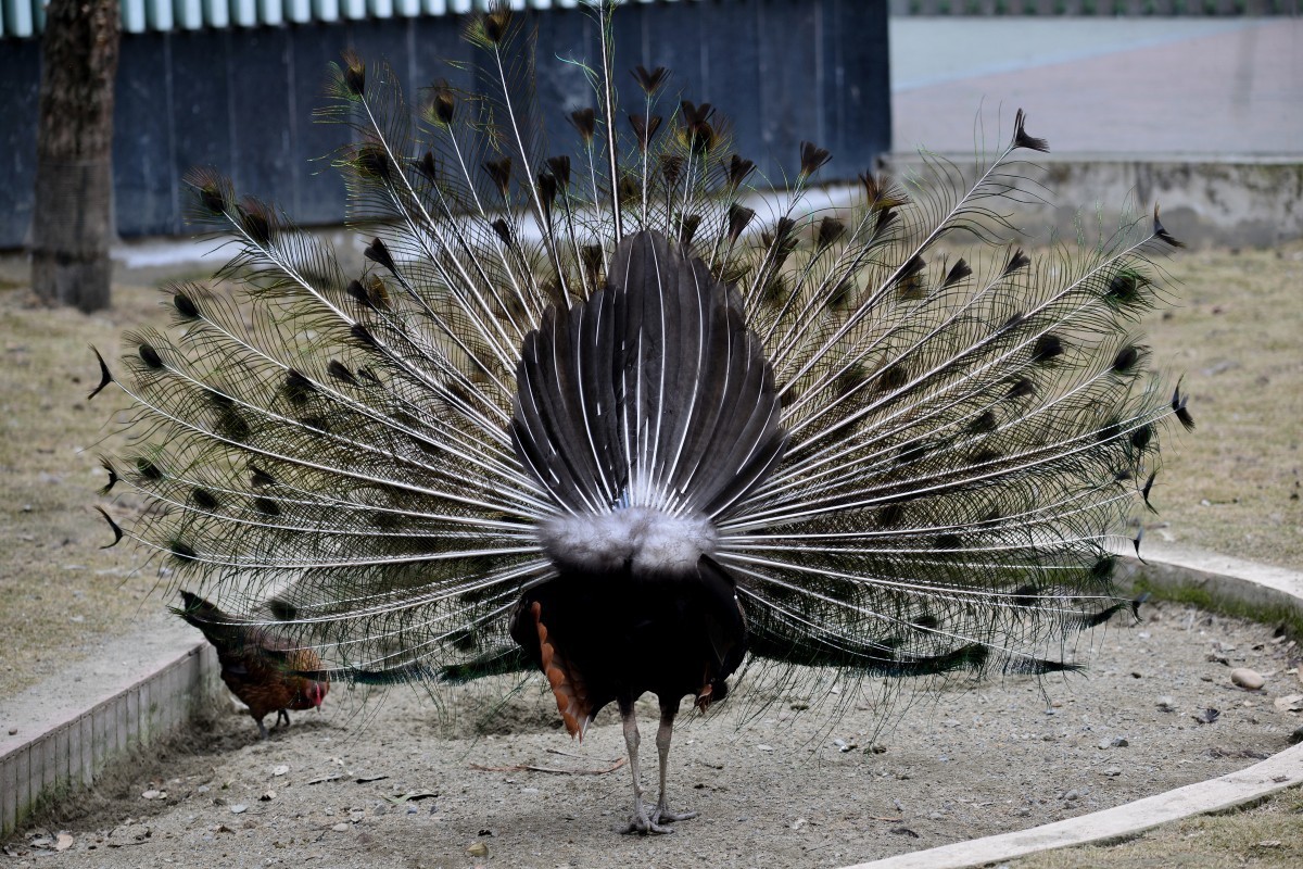 漫游成都动物园（8）