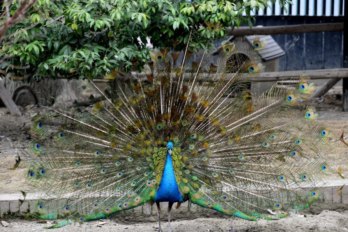 漫游成都动物园（8）