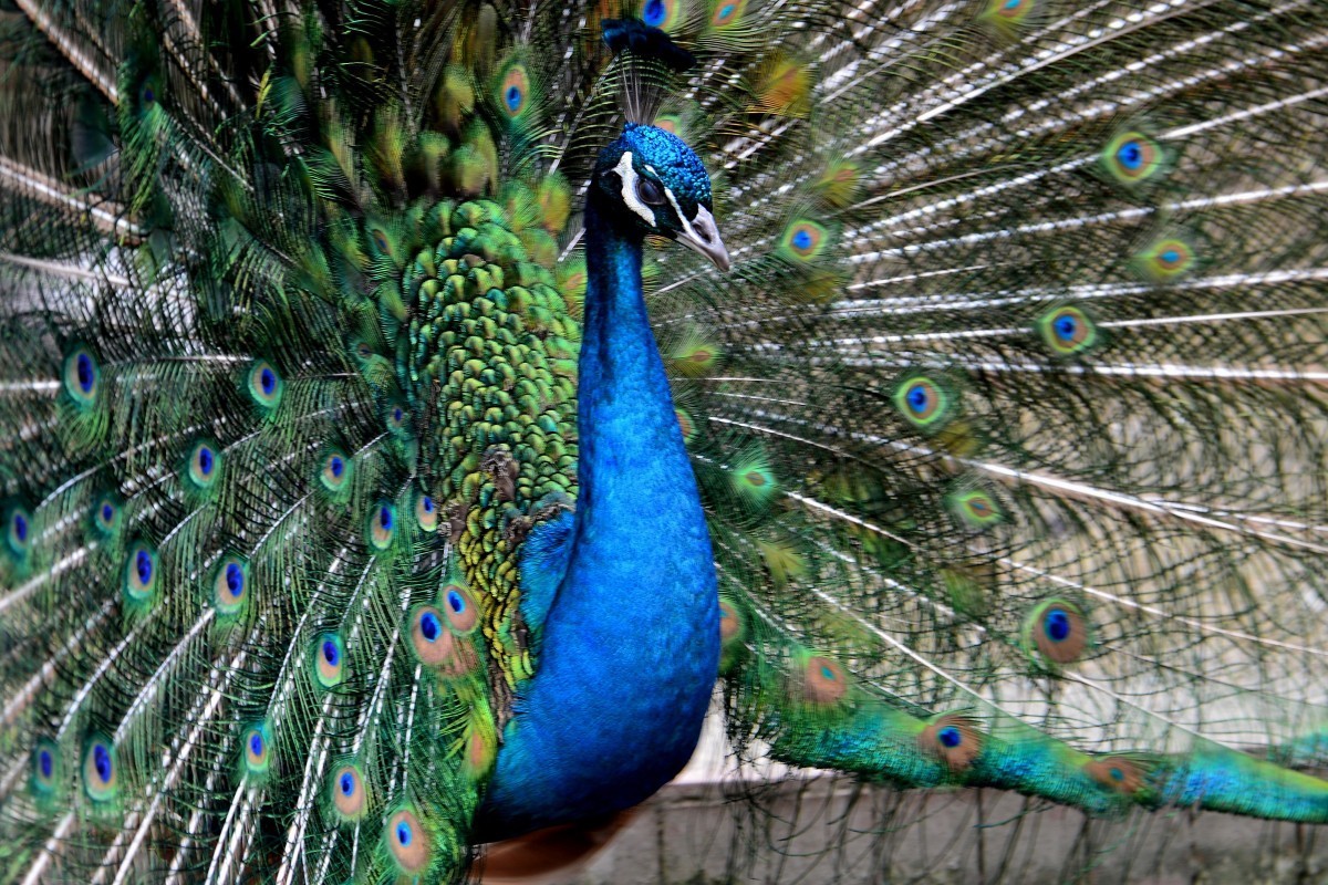 漫游成都动物园（8）