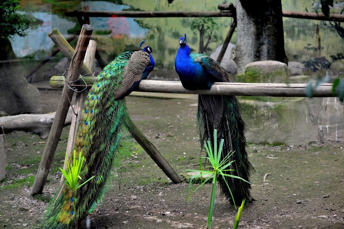 漫游成都动物园（8）