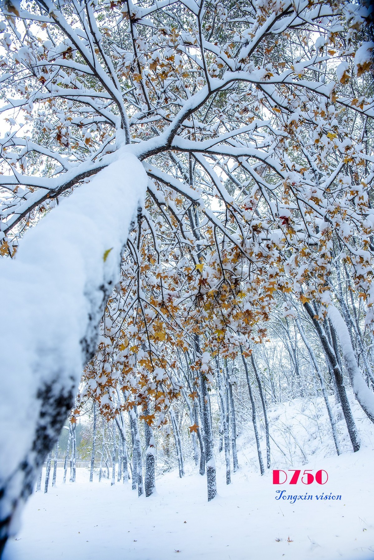 大雪照片高清大图图片