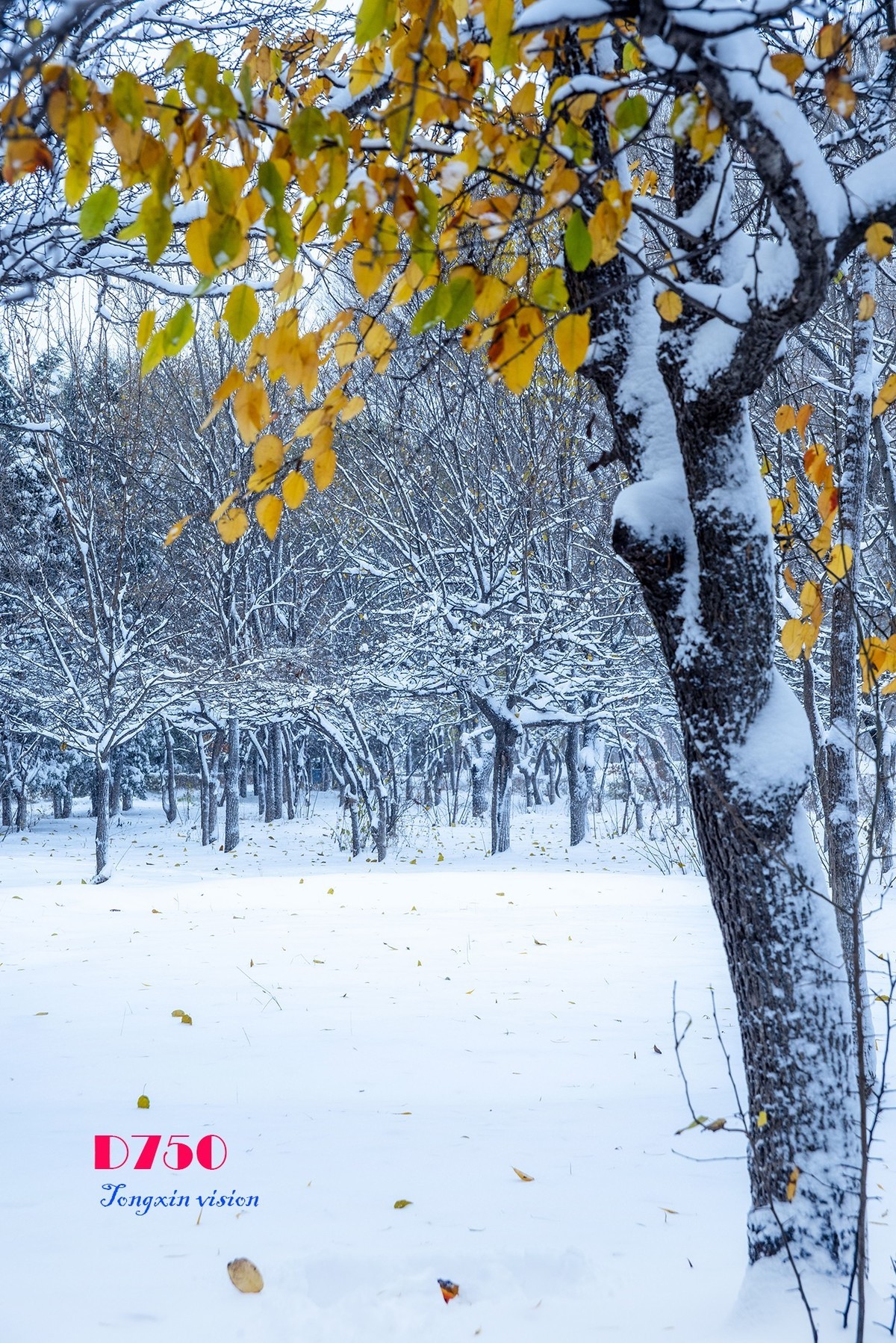 入冬塞北第一場雪7