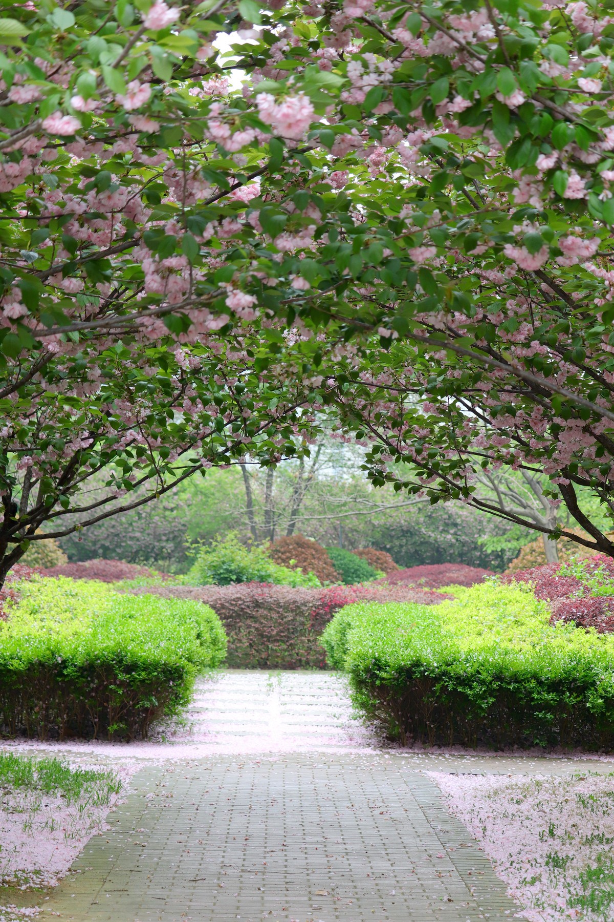 落“樱”缤纷之落红不是无情物