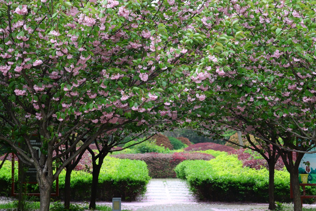 落“樱”缤纷之落红不是无情物