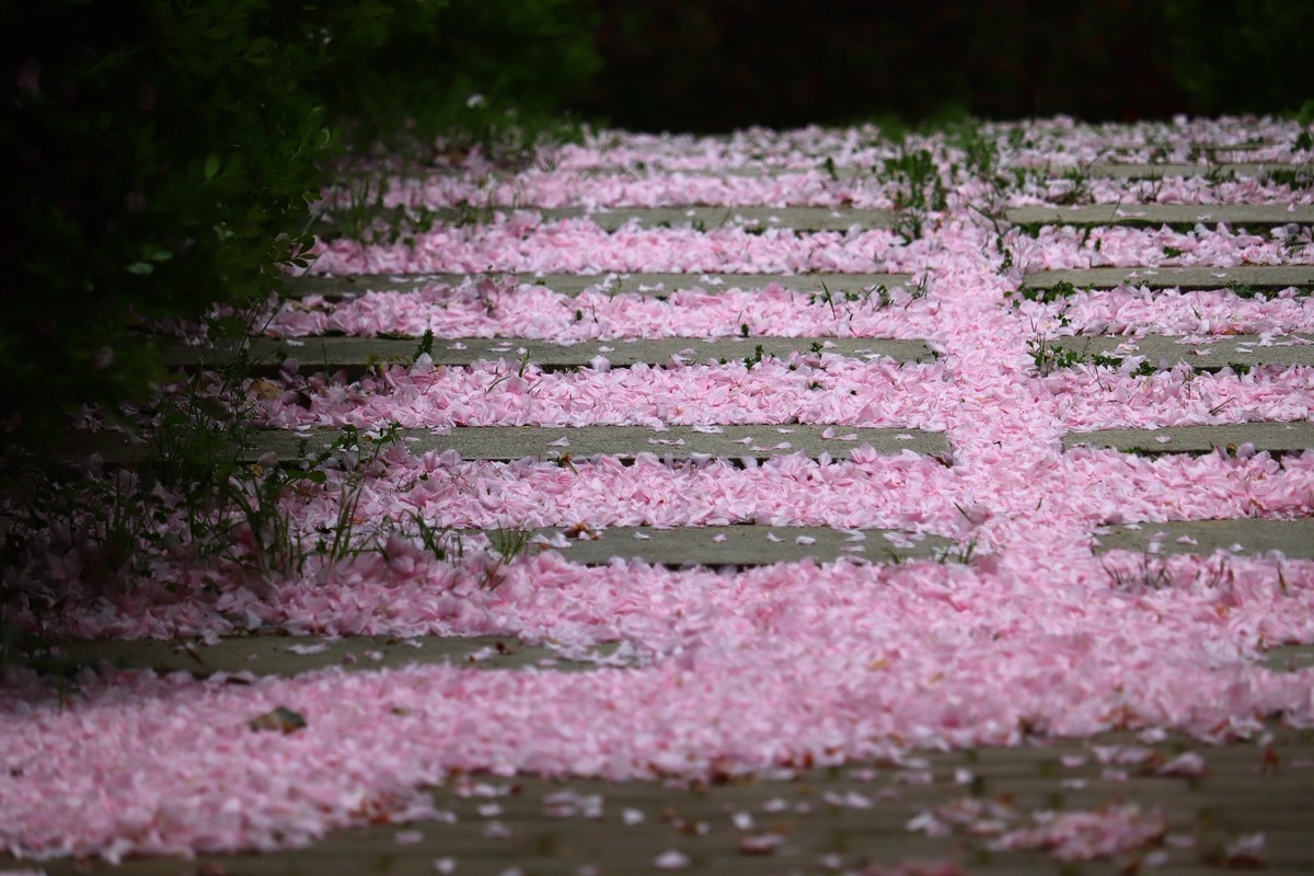 落“樱”缤纷之落红不是无情物