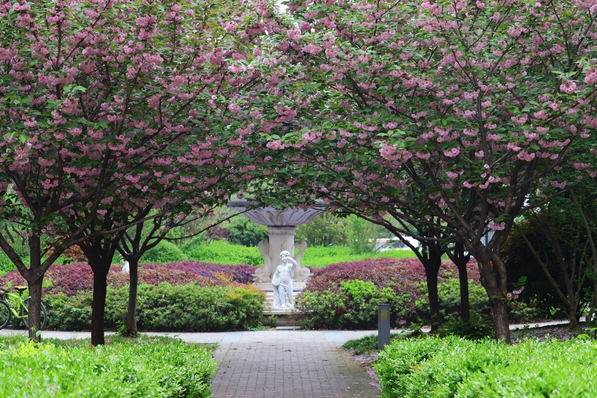 落“樱”缤纷之落红不是无情物