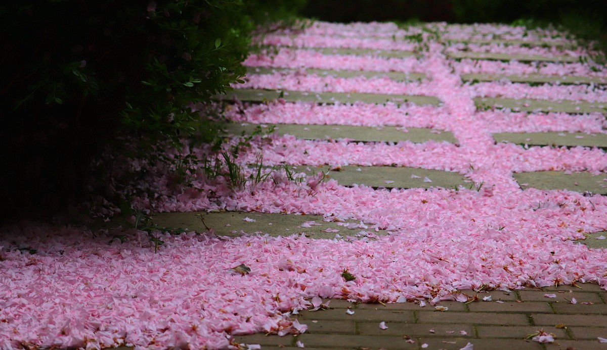 落“樱”缤纷之落红不是无情物