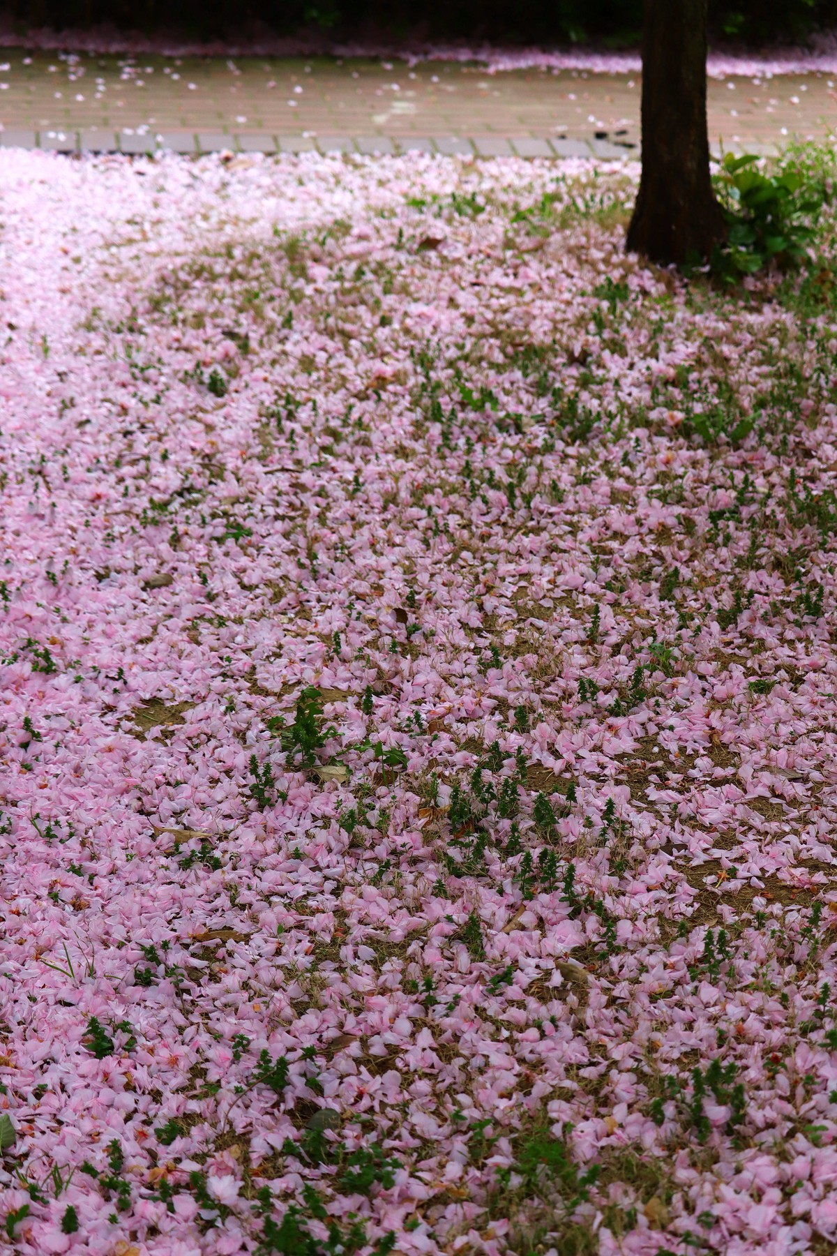 落“樱”缤纷之落红不是无情物