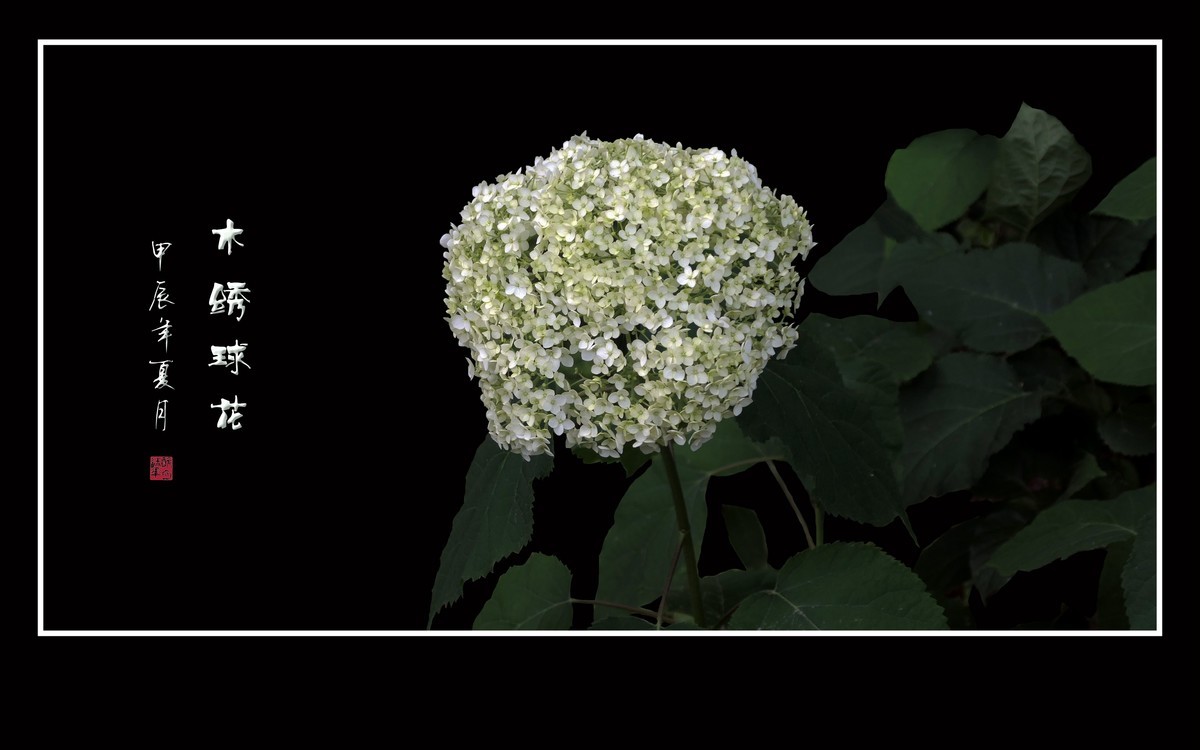 风吹绿叶拂玉珠，枝头摇曳花绣球