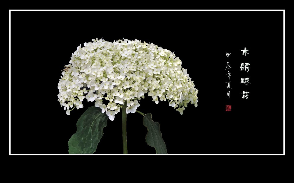 风吹绿叶拂玉珠，枝头摇曳花绣球