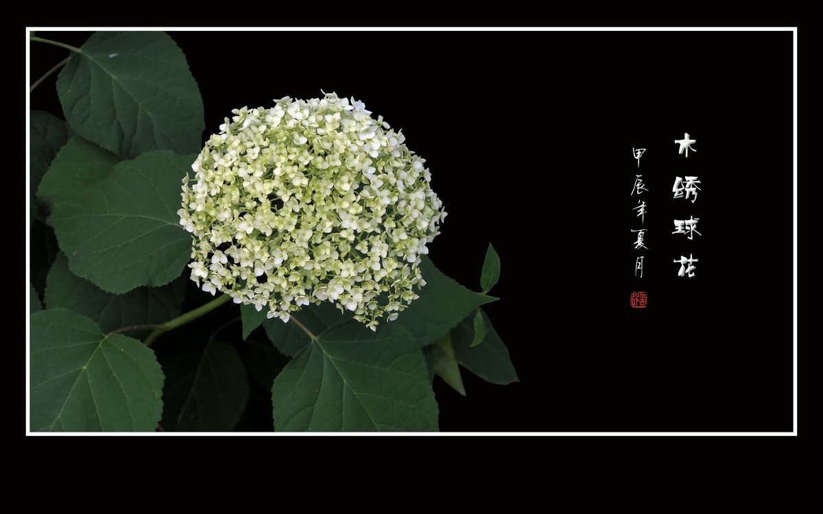 风吹绿叶拂玉珠，枝头摇曳花绣球