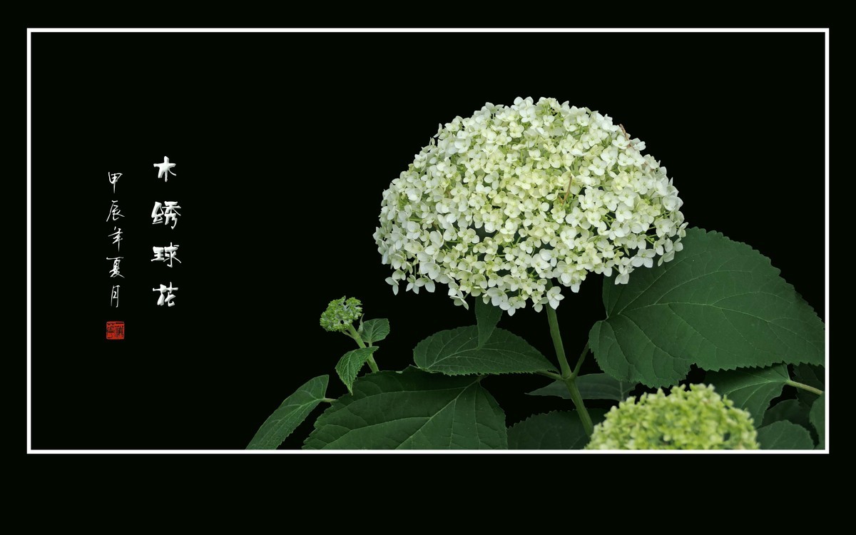 风吹绿叶拂玉珠，枝头摇曳花绣球