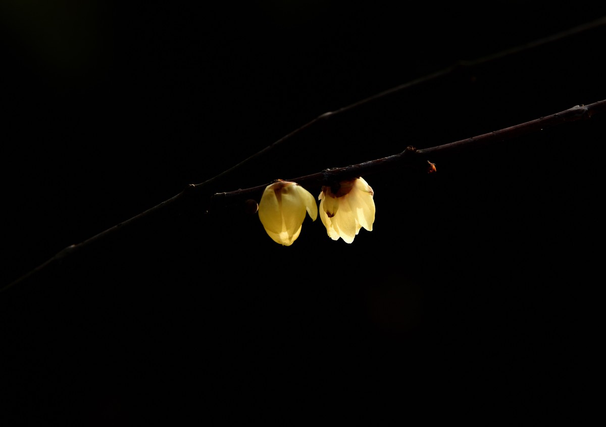 塔子山公园赏梅【4】