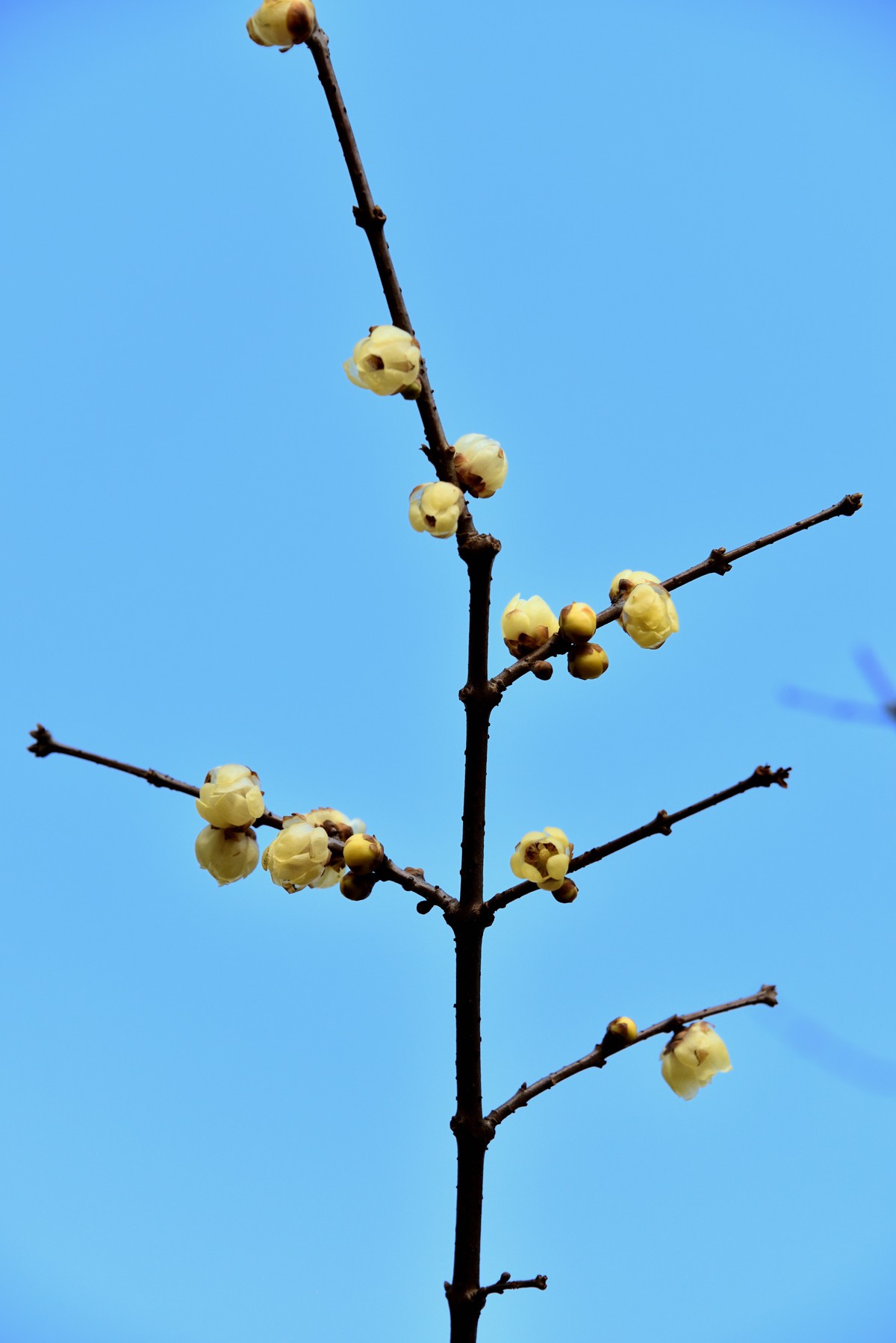 塔子山公园赏梅【4】