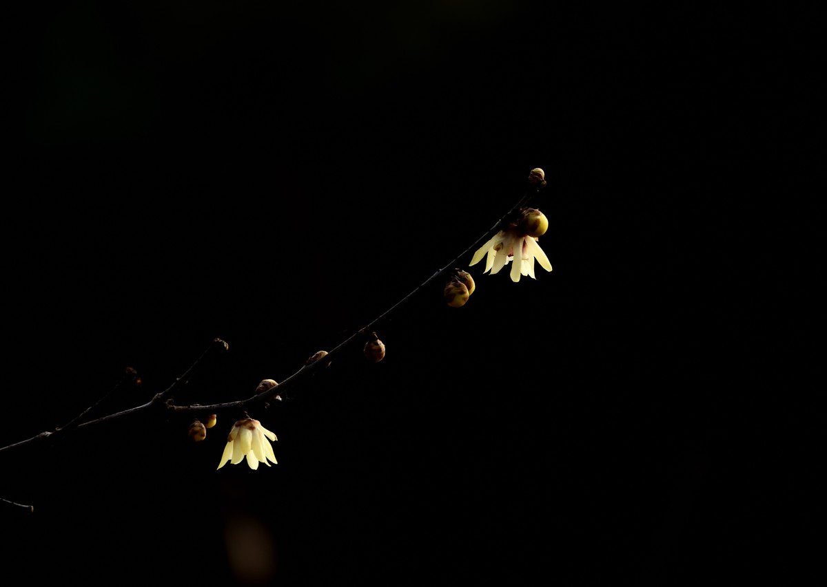 塔子山公园赏梅【4】