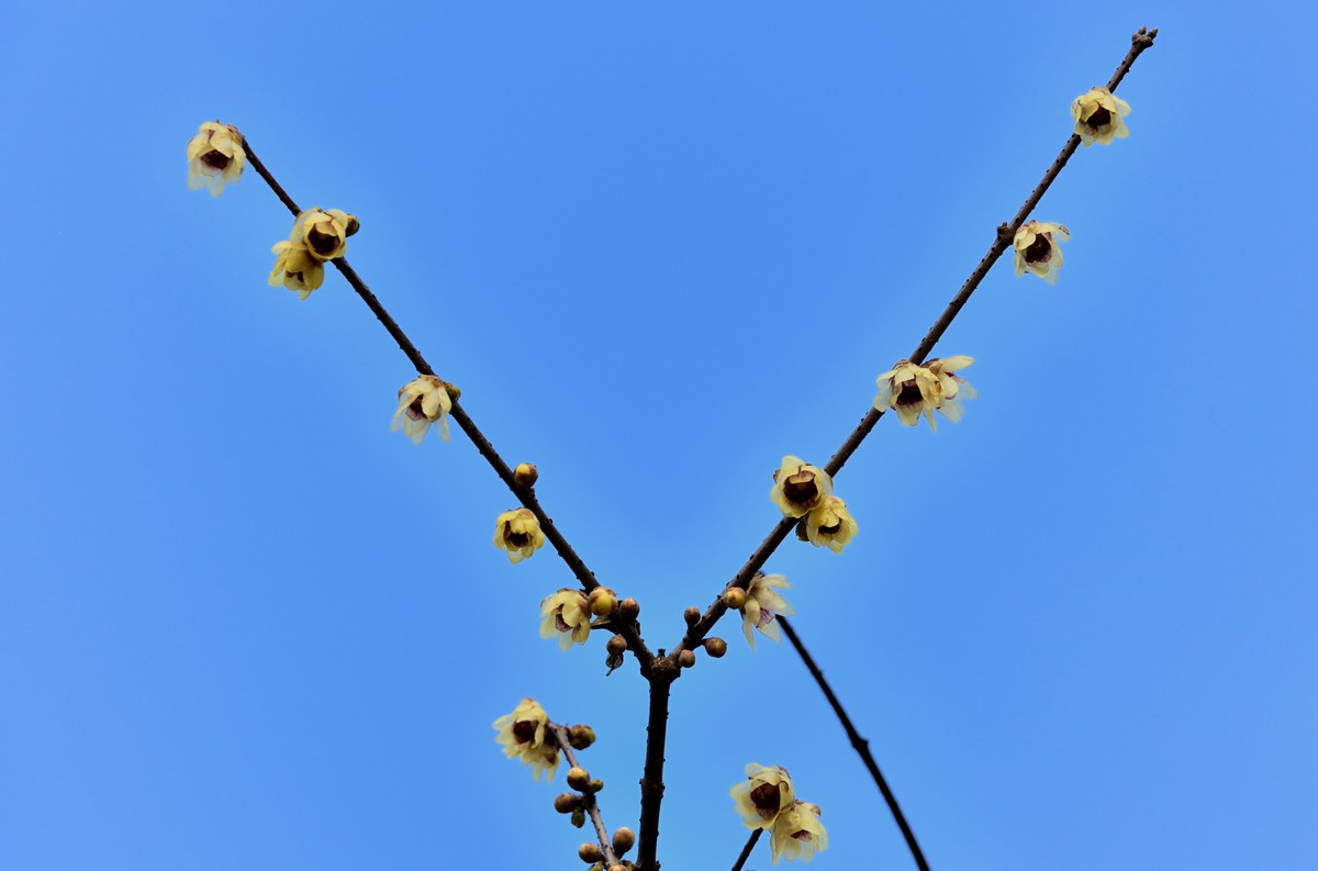 塔子山公园赏梅【4】