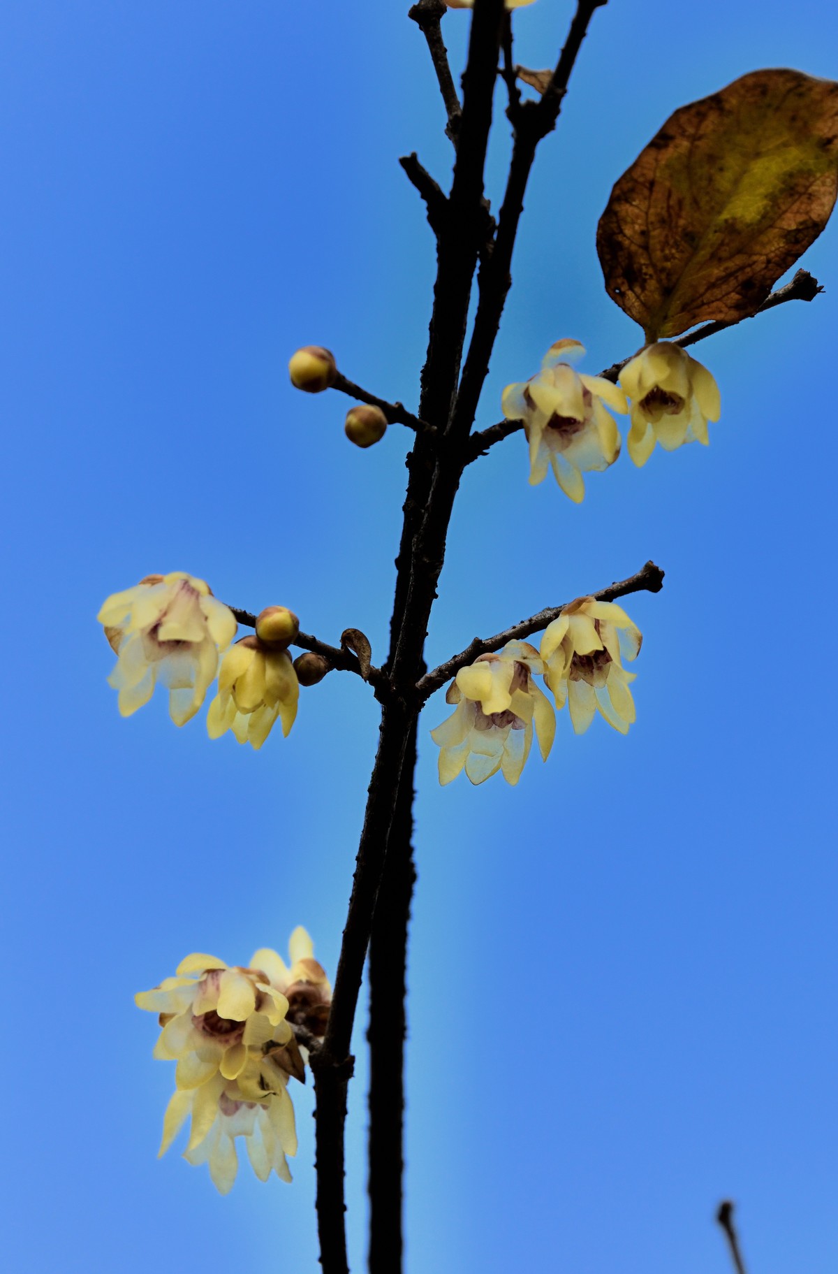 塔子山公园赏梅【4】