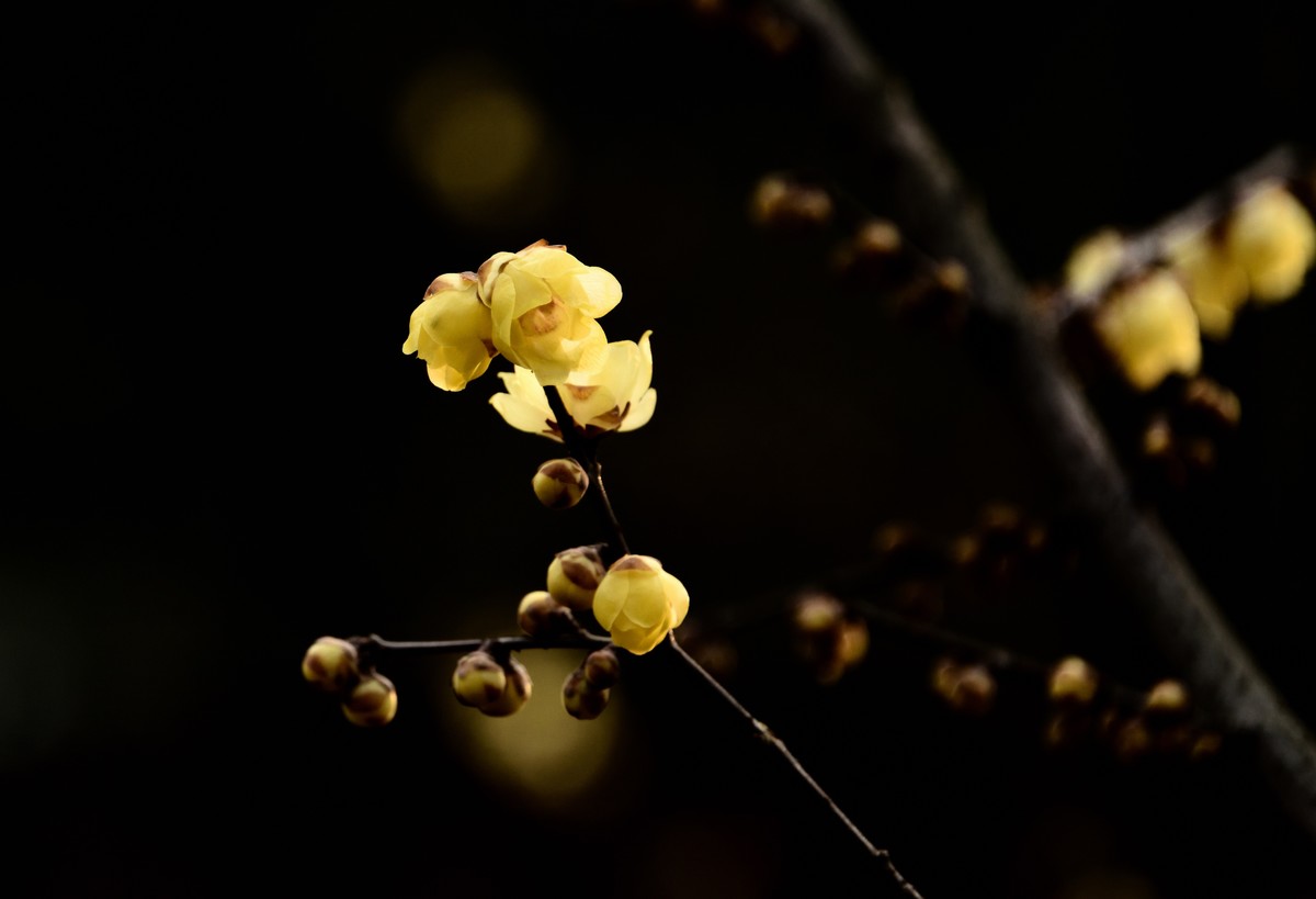 塔子山公园赏梅【4】