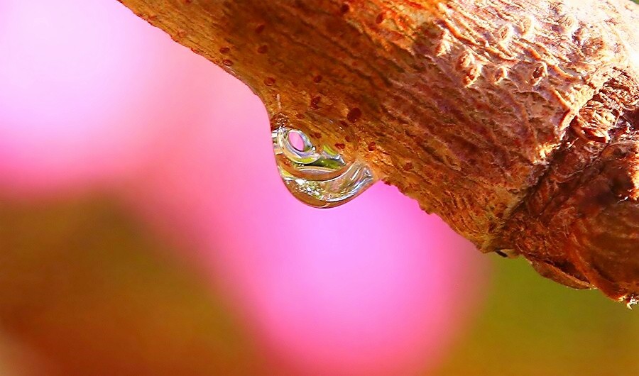 《不老松：纪实摄影》练拍水滴！