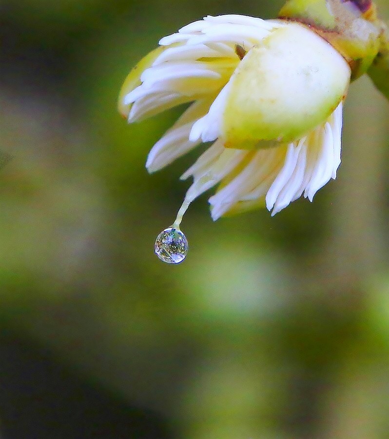 《不老松：纪实摄影》练拍水滴！