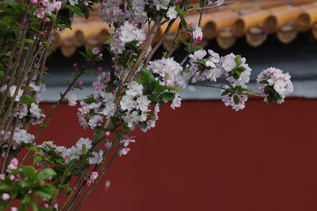景山，北海，团城的花
