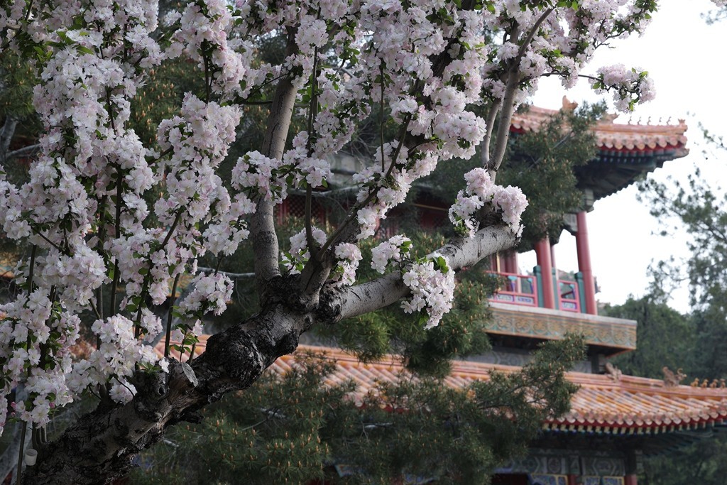景山，北海，团城的花