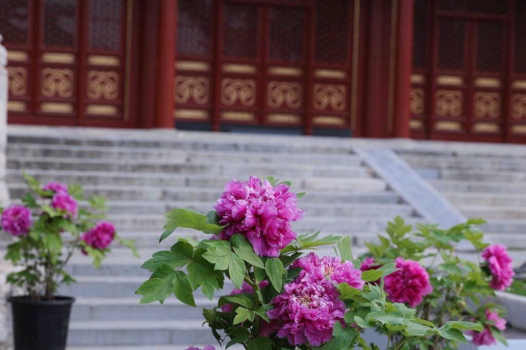 景山，北海，团城的花