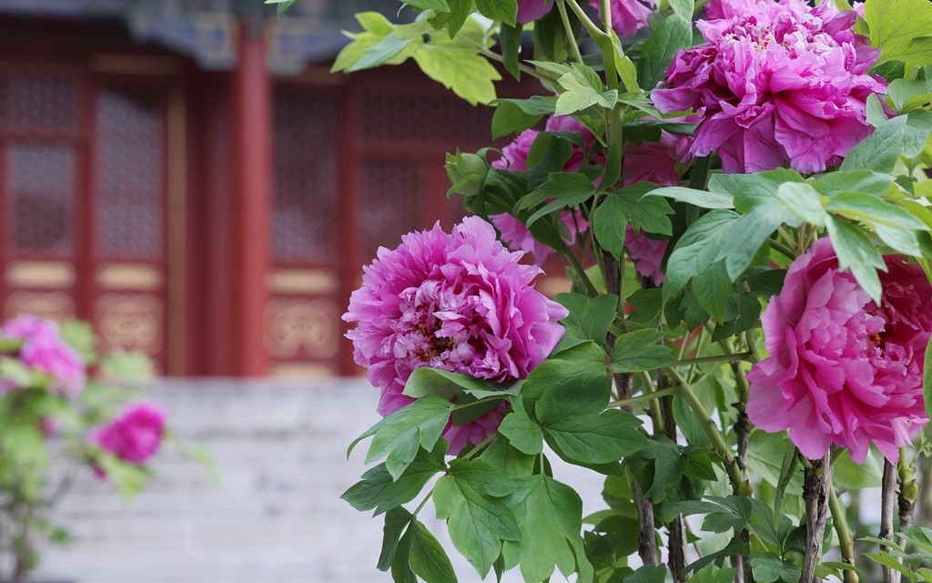 景山，北海，团城的花