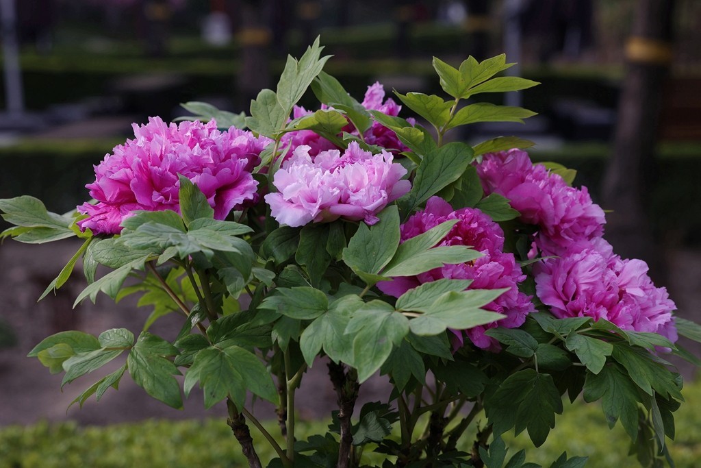 景山，北海，团城的花