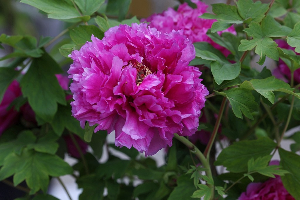 景山，北海，团城的花