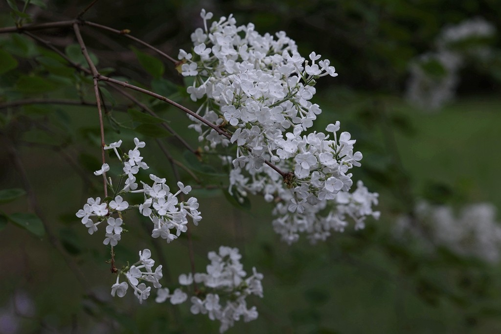 景山，北海，团城的花