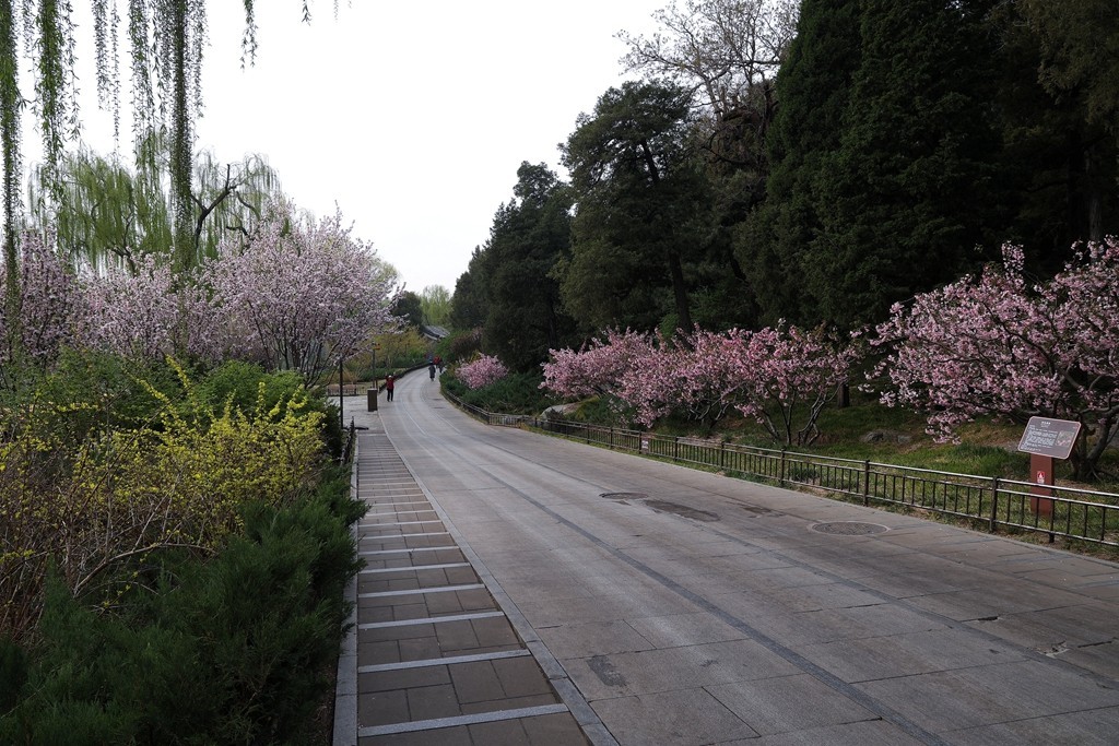 景山，北海，团城的花