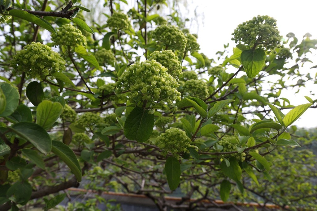 景山，北海，团城的花